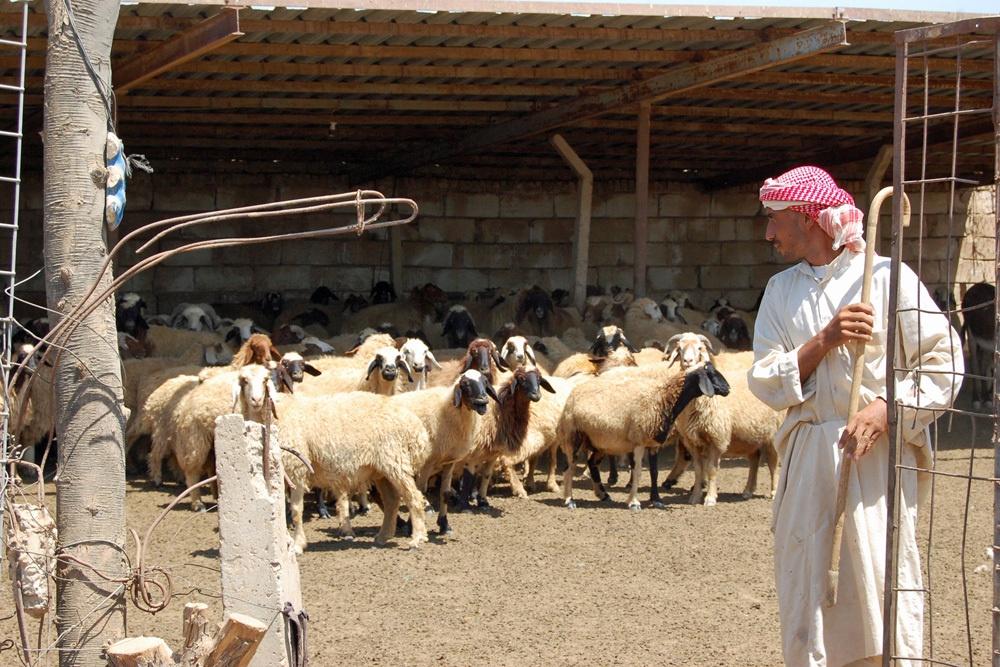 Iraqi farm demonstrates success: Irrigation upgrades, greenhouses boost production