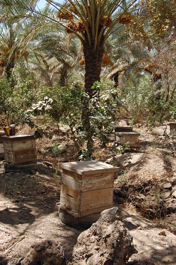 Iraqi farm demonstrates success: Irrigation upgrades, greenhouses boost production