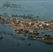 Pakistan Disaster Relief