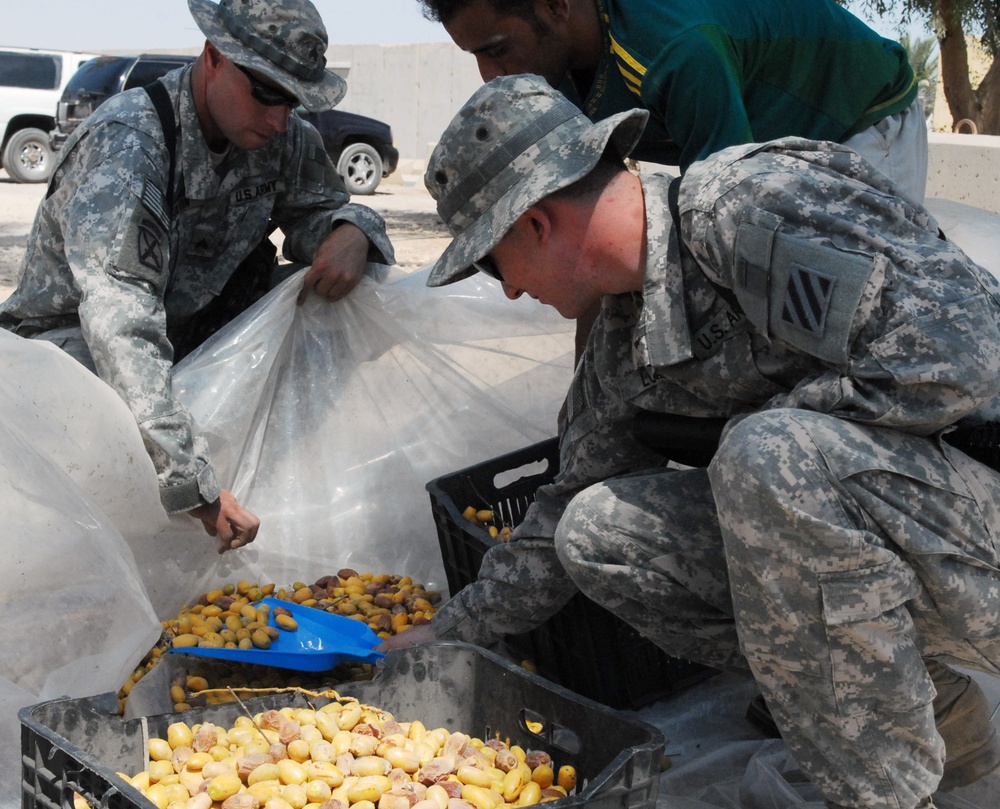 Soldiers help Iraqi citizens harvest dates on Camp Ramadi