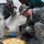 Soldiers help Iraqi citizens harvest dates on Camp Ramadi