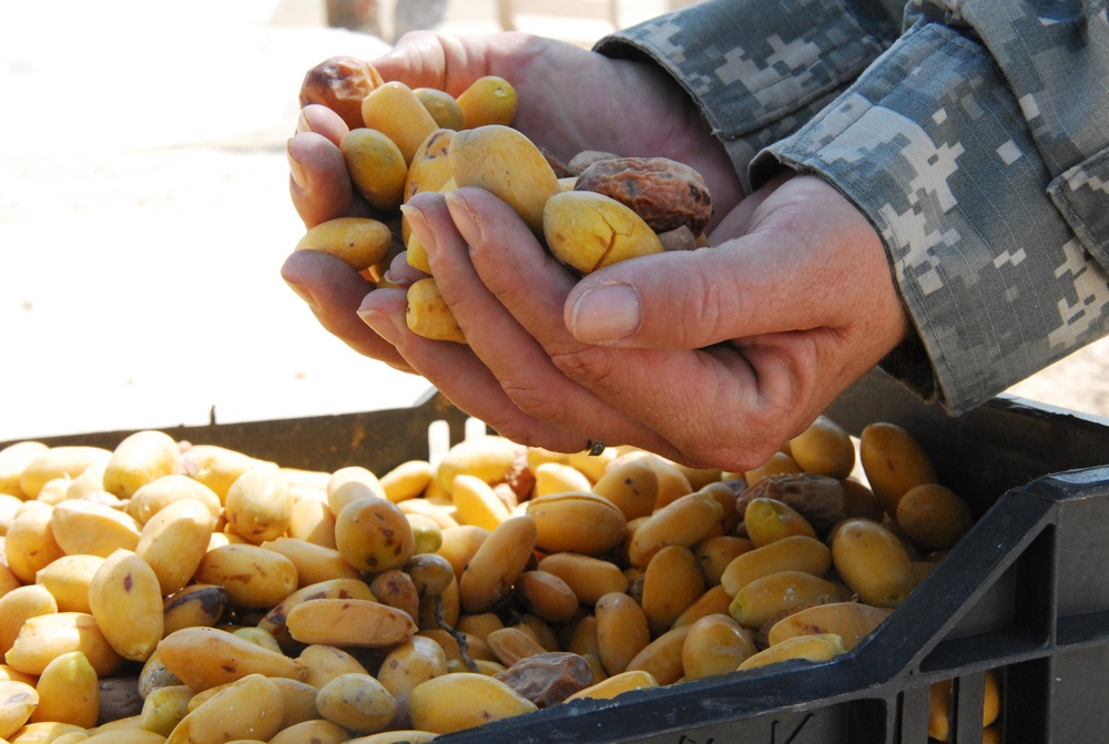 Soldiers help Iraqi citizens harvest dates on Camp Ramadi