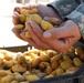 Soldiers help Iraqi citizens harvest dates on Camp Ramadi