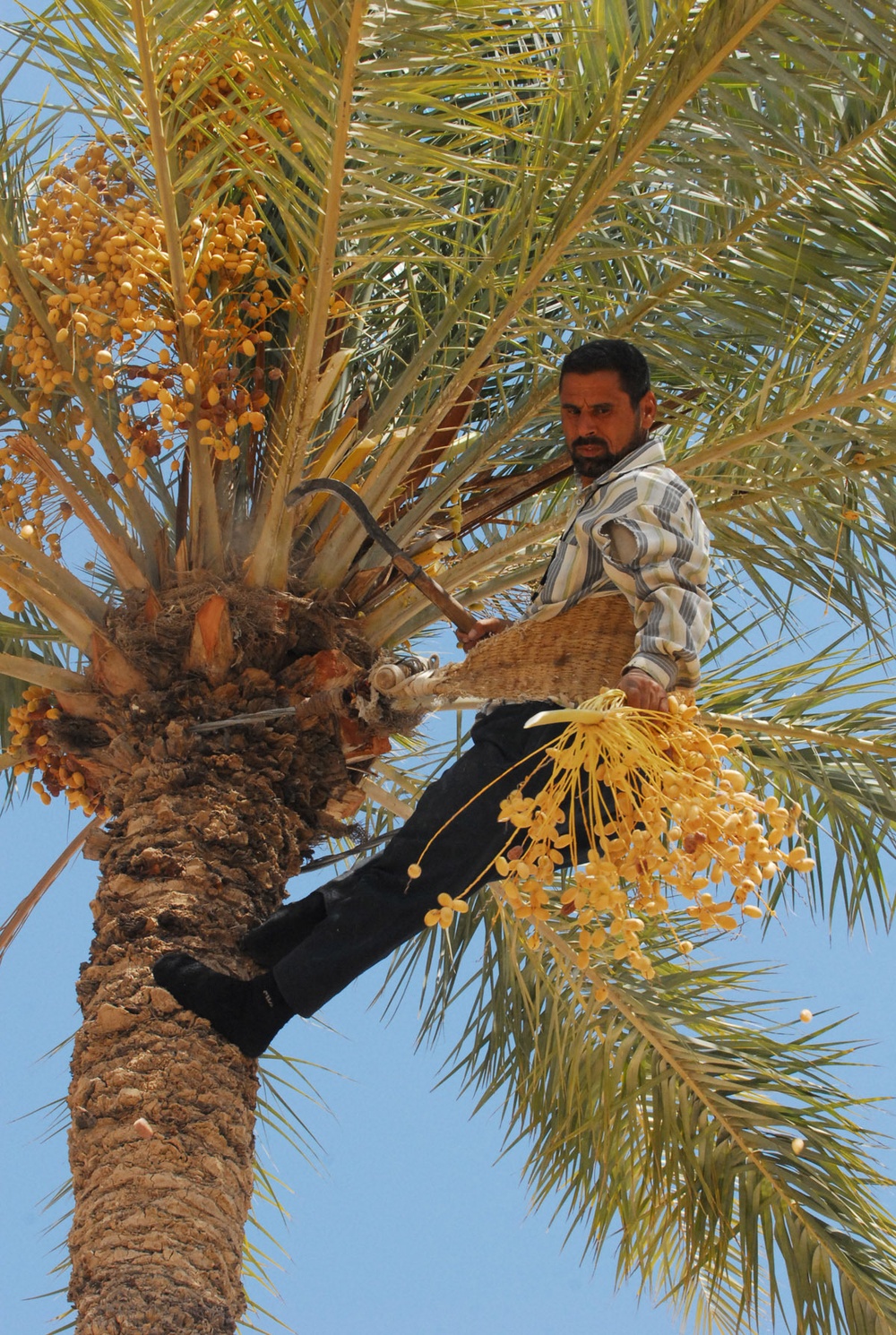 Soldiers help Iraqi citizens harvest dates on Camp Ramadi