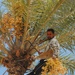 Soldiers help Iraqi citizens harvest dates on Camp Ramadi