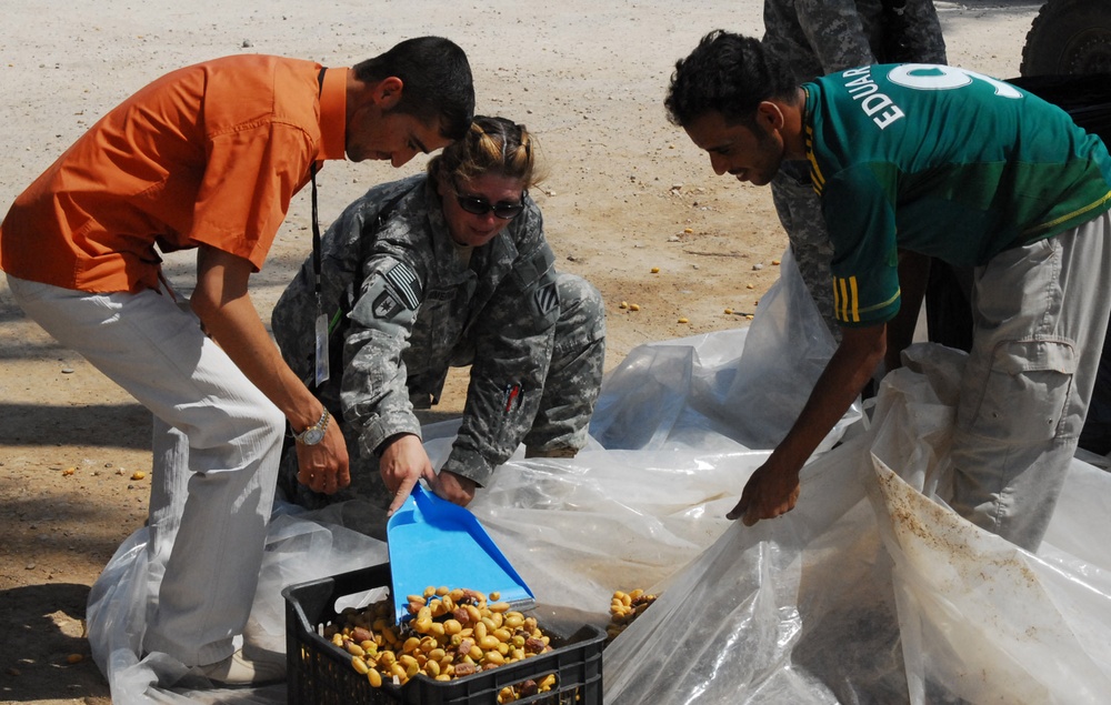 Soldiers help Iraqi citizens harvest dates on Camp Ramadi