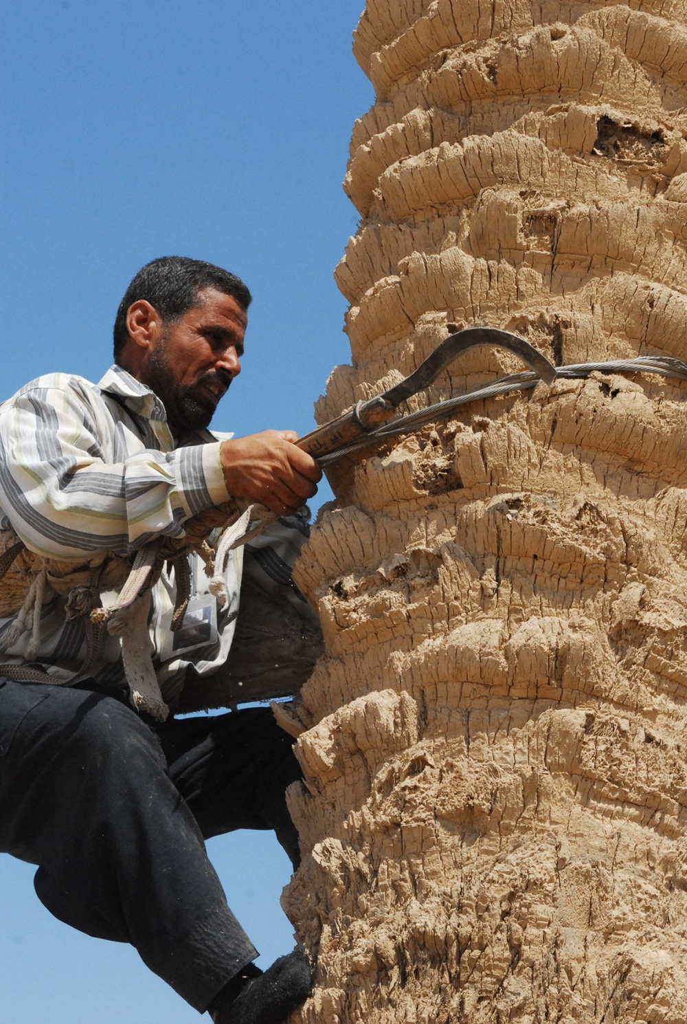 Soldiers help Iraqi citizens harvest dates on Camp Ramadi