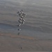 Record-setting Airdrops Sustain Troops at Forward Operating Bases