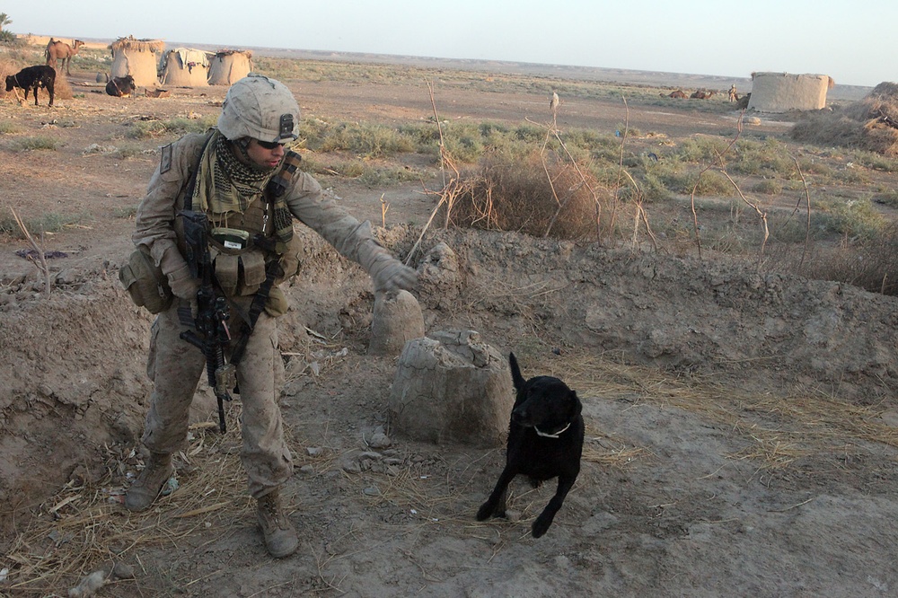 Devil dogs help sniff out IEDs