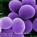 Defense Department Responds to 'Superbug' Threat