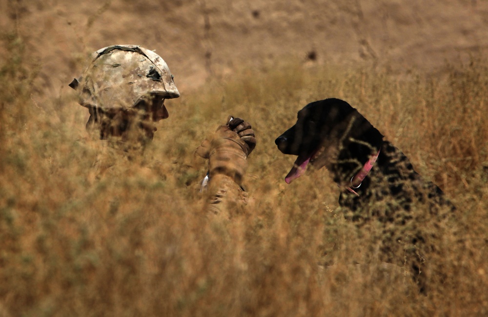 Taking a Break From the Patrol
