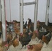 In Parwan, Chickens Came First