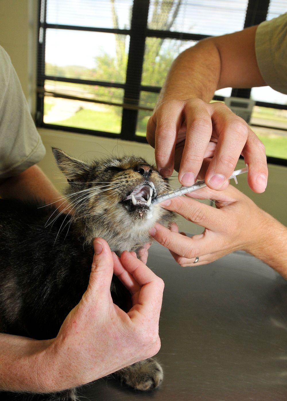 GTMO Vets Vaccinate Cat