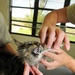 GTMO Vets Vaccinate Cat