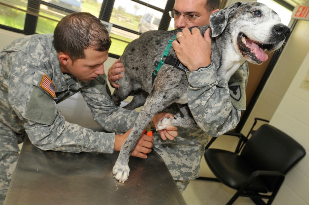 GTMO Vet Trim Nails