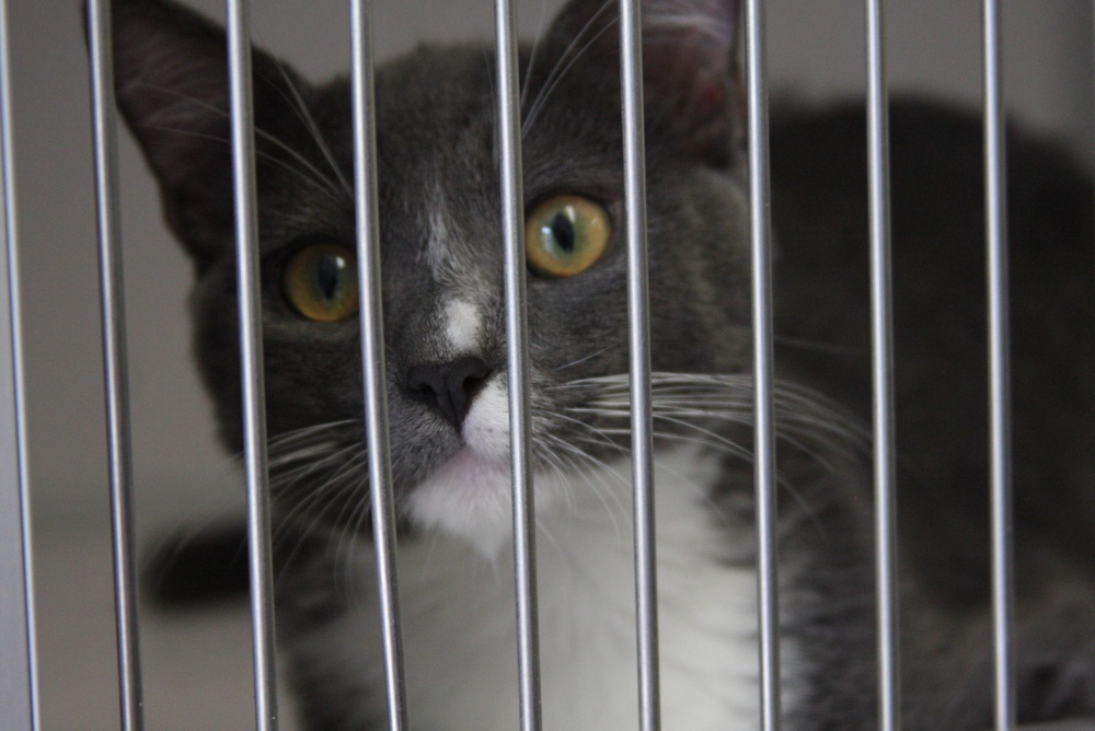 Daisies Grab a Paw in Need at Animal Shelter