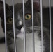 Daisies Grab a Paw in Need at Animal Shelter