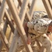 BCTC Takes on Influx of Iraqi Army Recruits