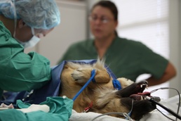 Doggie doctor:  Cherry Point veterinary clinic provides animal care services