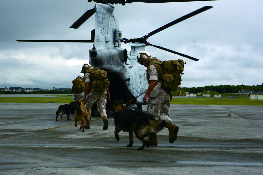 Devil Dogs take flight MP dogs, handlers prepare for deployment