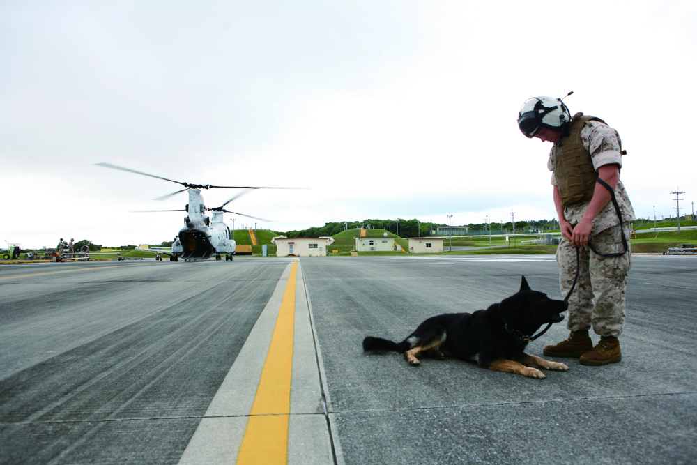 Devil Dogs take flight MP dogs, handlers prepare for deployment