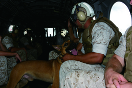 Devil Dogs take flight MP dogs, handlers prepare for deployment