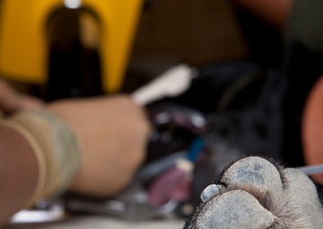 Dental Detachment Performs Root Canal on K-9s