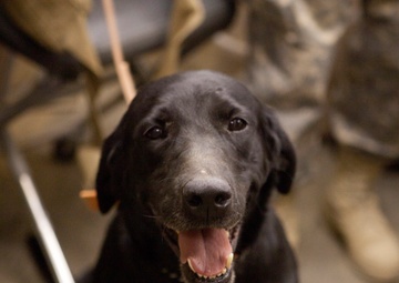 Dental Detachment Performs Root Canal on K-9s