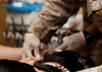Dental Detachment Performs Root Canal on K-9s