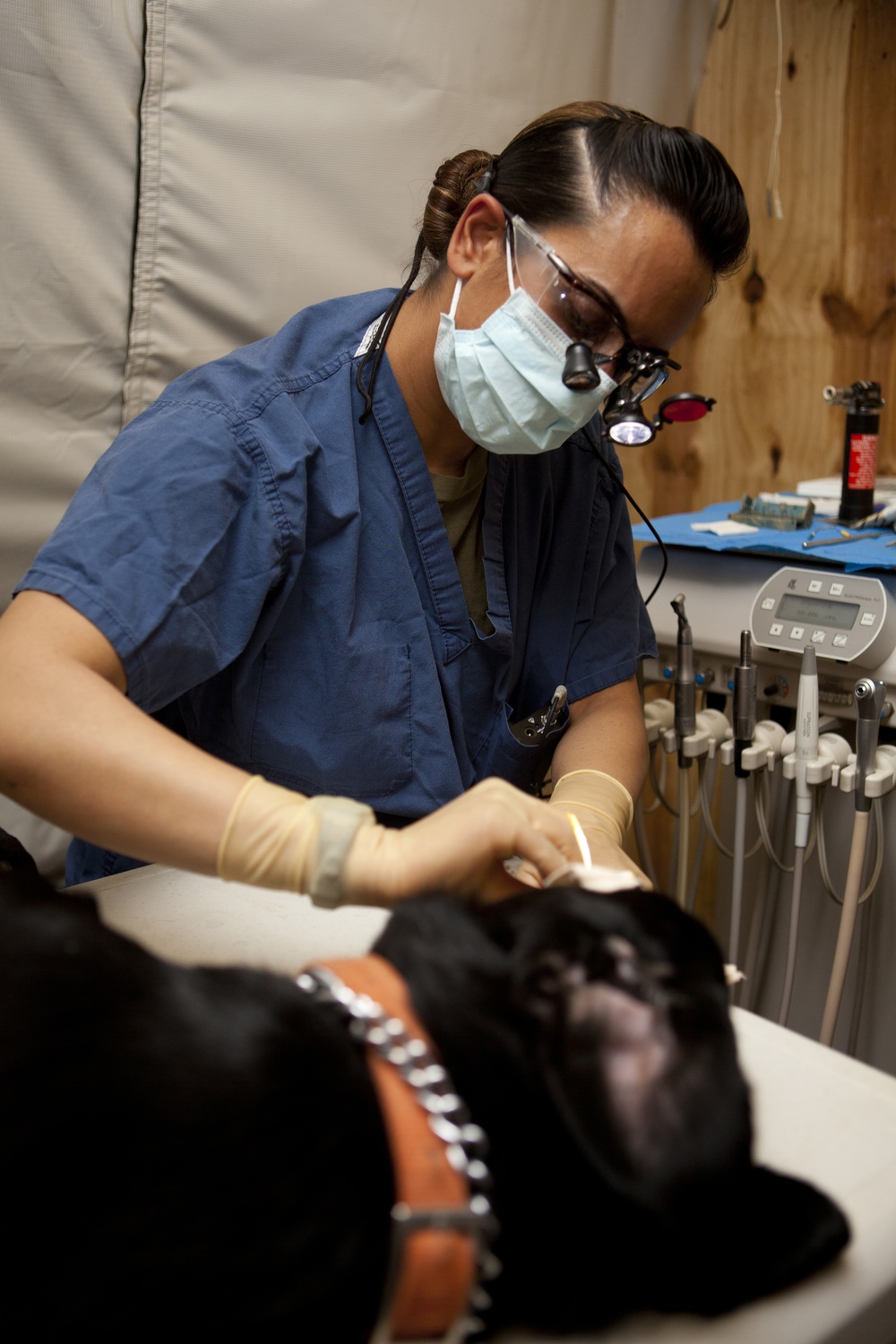Dental Detachment Performs Root Canal on K-9s