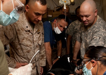 Dental Detachment Performs Root Canal on K-9s