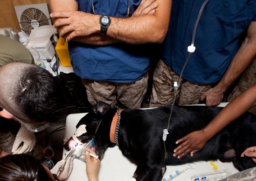 Dental Detachment Performs Root Canal on K-9s