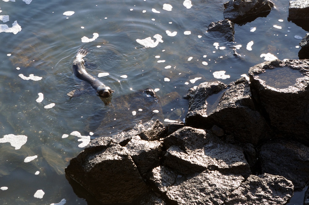 Operation Santa Claus