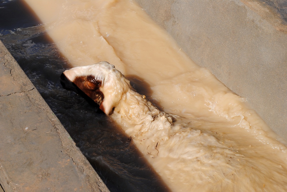 Sheep Dipping in Baghdad Iraq