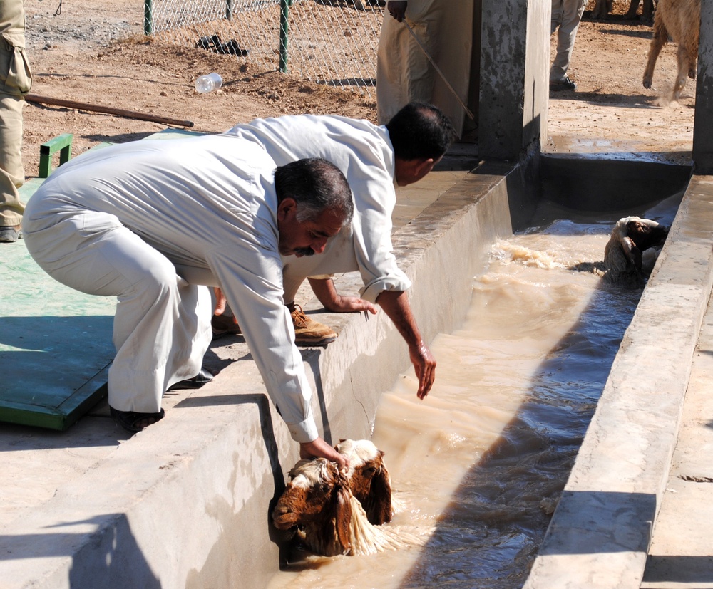 Sheep Dipping in Baghdad Iraq