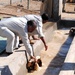 Sheep Dipping in Baghdad Iraq