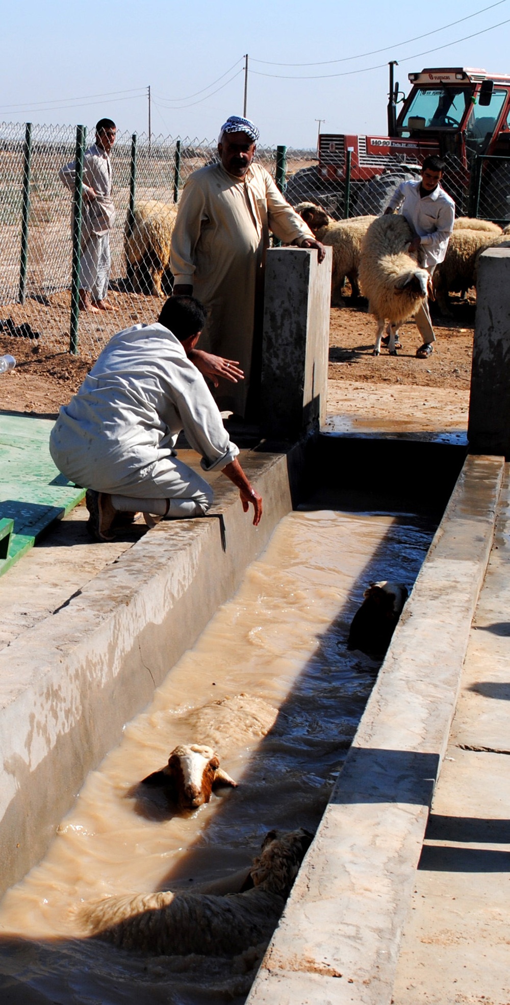 Sheep Dipping in Baghdad Iraq