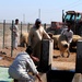 Sheep Dipping in Baghdad Iraq