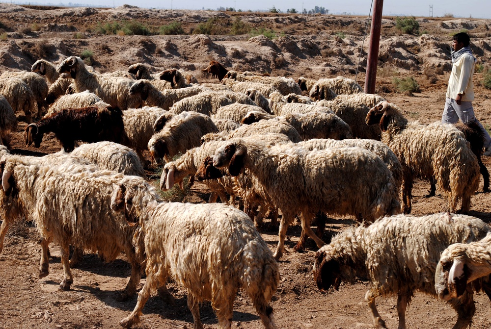 Sheep Dipping in Baghdad Iraq