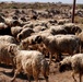 Sheep Dipping in Baghdad Iraq