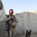Explosive Detection Dogs invaluable asset to coalition forces in Afghanistan