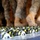 'Port Dogs' keep cargo moving