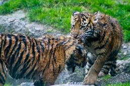 Local zoo opens doors to service members for Veterans Day
