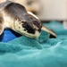 Coast Guard gives endangered sea turtles lift home