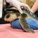 Coast Guard gives endangered sea turtles lift home