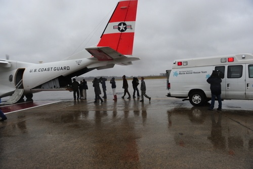 Coast Guard gives endangered sea turtles lift home