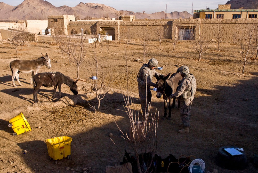 Veterinary Services keep donkeys in the fight