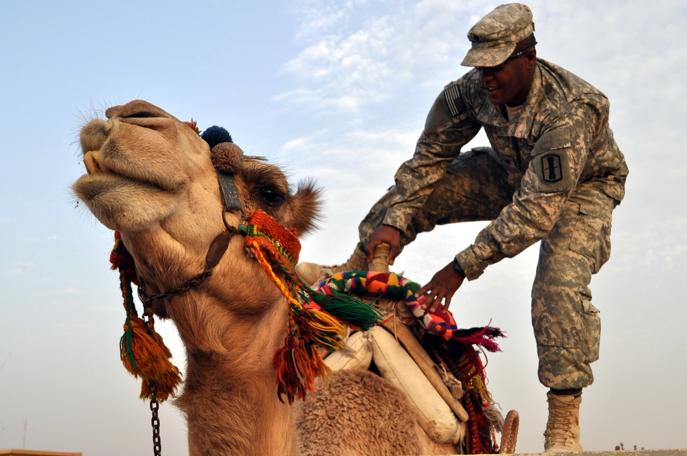 Camel Rides Invoke Culture Curiosity