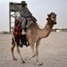 Camel Rides Invoke Culture Curiosity