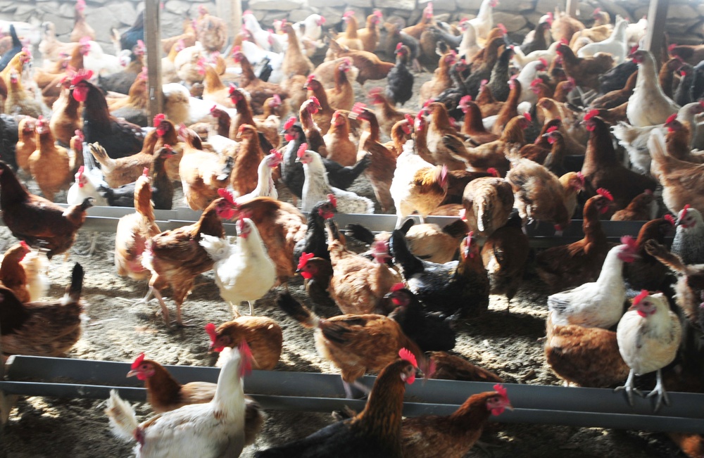Kentucky ADT visits chicken farm entrepreneur